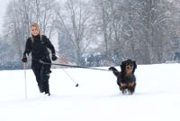 Skijorging si užije pes i psovod